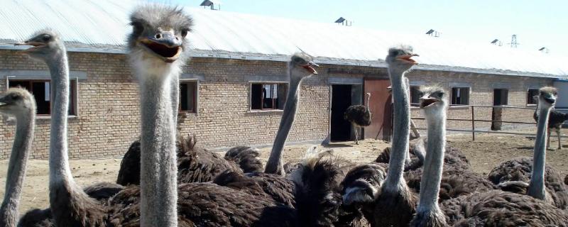 養(yǎng)鴕鳥的利潤是多少一只能賺多少